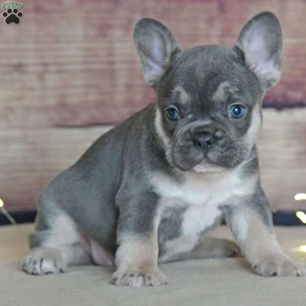 Maple, French Bulldog Puppy